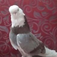 کبوتر نوک قنار