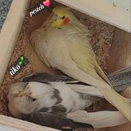 خریدار عروس و گرینچیک