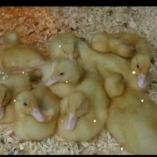 جوجه اردک ورامینی