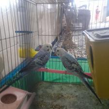 مرغ عشق مولد