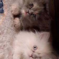 دوتا بچه گربه پرشین