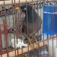 پرنده مرغ مینا