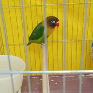 طوطی کوتوله برزیلی