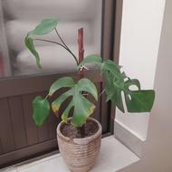 گل برگ انجیری با گلدان سفالی