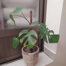 گل برگ انجیری با گلدان سفالی