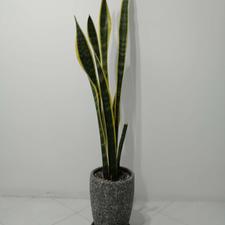 یک گلدان سانسوریا کرواتی و سه گلدان پتوس