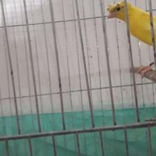 قناری‌زرد بخون و ماده زرد