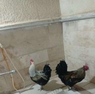 دوعدد خروس بفروش میرسد