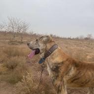 سگ 16ماه آماده واگذاری