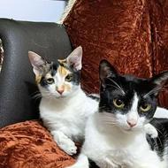 واگذاری گربه