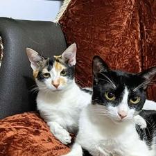 واگذاری گربه