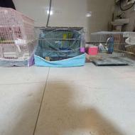 مرغ عشق نر و ماده جفت