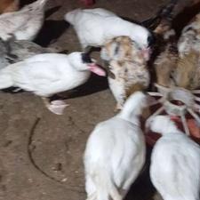 اردک اسرائیلی سفید