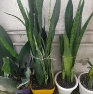 فروش گل طبیعی