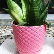 گیاه سانسوریا پا کوتاه