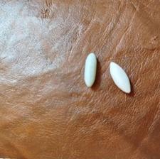 شهاب سنگ با ارزش