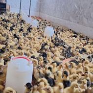 جوجه اردک پکنی