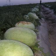 دهقان واسه کاشت هندوانه