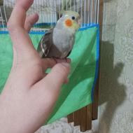 عروس هلندی نر تازه دون خور