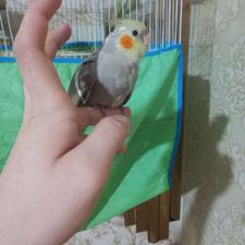 عروس هلندی نر تازه دون خور