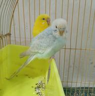 مرغ عشق پیداشد باغملک