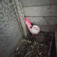 رنگ کبوتر زیر بال