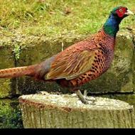 خریدار قرقاول خزری بومی هستم