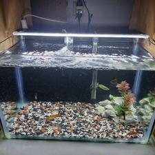 فروش تجهیزات کامل اکواریوم با ماهی