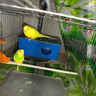 یک جفت مرغ عشق