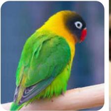 طوطی برزیلی