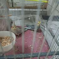 یک جفت عروس هلندی دارن تخم میزارن 6 تخم