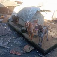 سگ شکاری توله واگذاری