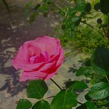 دنبال کار سرایداری یا نگهبانی هستم