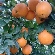 خریدار مر کباب تامسون وخونی بار انباری