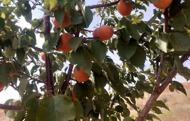 باغ آماده فنس کشی شده