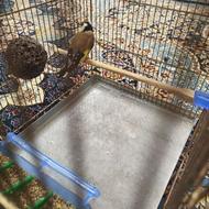 سهره نر رام