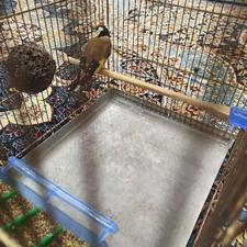 سهره نر رام