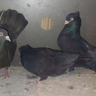 کفتر جفتی بی عیب