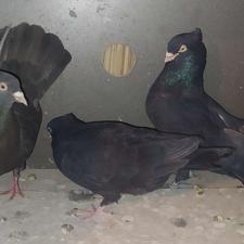 کفتر جفتی بی عیب