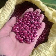 لوبیا قرمز برداشت امسال