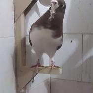 کفتر سالم و پرشی