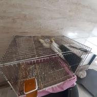 طوطی عروس بالق 2ساله