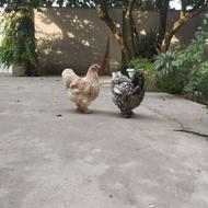 فروش مرغ برهما پورسلن دم تخم