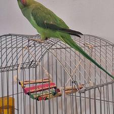 فروش طوطی ملنگو