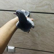 خرقه ماده کیپ نصل عالی