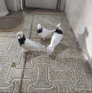 کبوتر طوقی نر