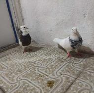 کبوتر طوقی الماسی