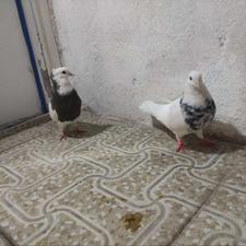 کبوتر طوقی الماسی