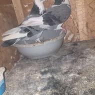 فروش کبوتر جفت