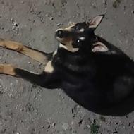 سلام سگ دوبرمن شیانلو نگهبان نر حرف گوش کن واگذار